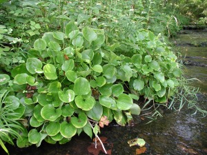Parnassia grandifolia (Large-leaved Grass-of-Parnassus) 