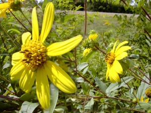 Helianthus eggertii (Eggert’s sunflower)